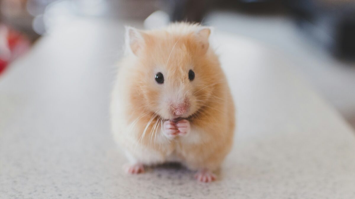 The Secret Lives of Pets: Understanding Animal Behavior at Home