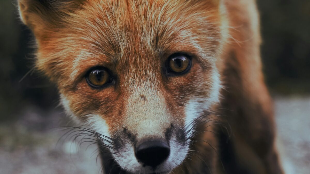The Fascinating World of Animal Communication: How Animals Communicate in the Wild