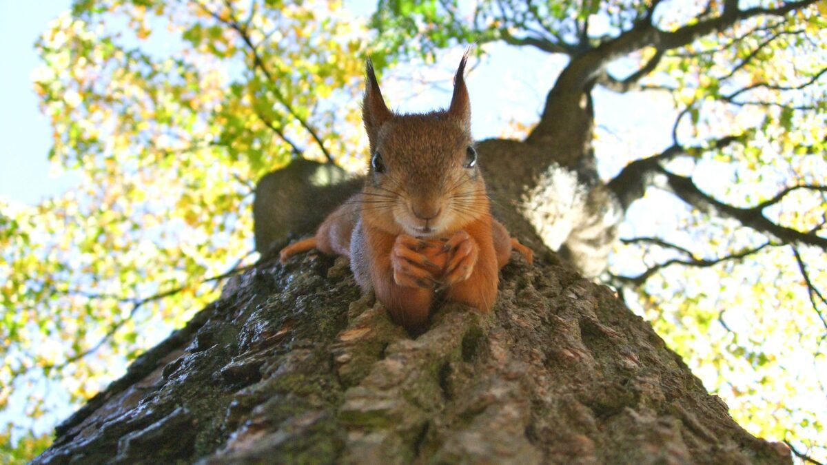 10 Surprising Facts About Animals You Never Knew Existed