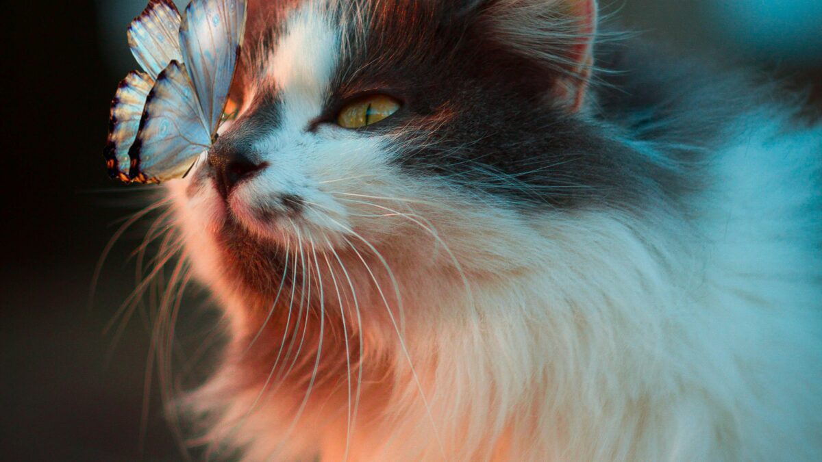 Exploring the Unique Adaptations of Animals in the Wild: How They Survive and Thrive