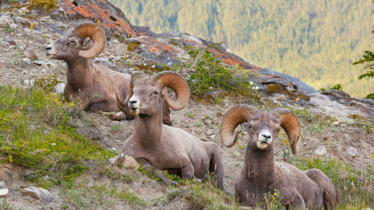 Exploring the Wild: Fascinating Facts About Earth’s Most Amazing Animals