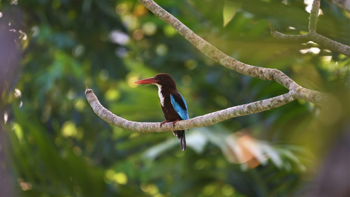 Endangered Species Spotlight: Why We Must Protect Our Planet’s Wildlife