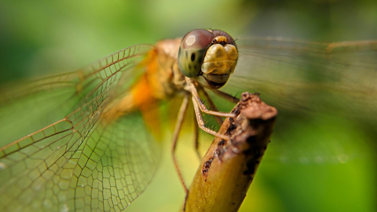 The Impact of Climate Change on Wildlife: How Humans are Affecting Animal Populations
