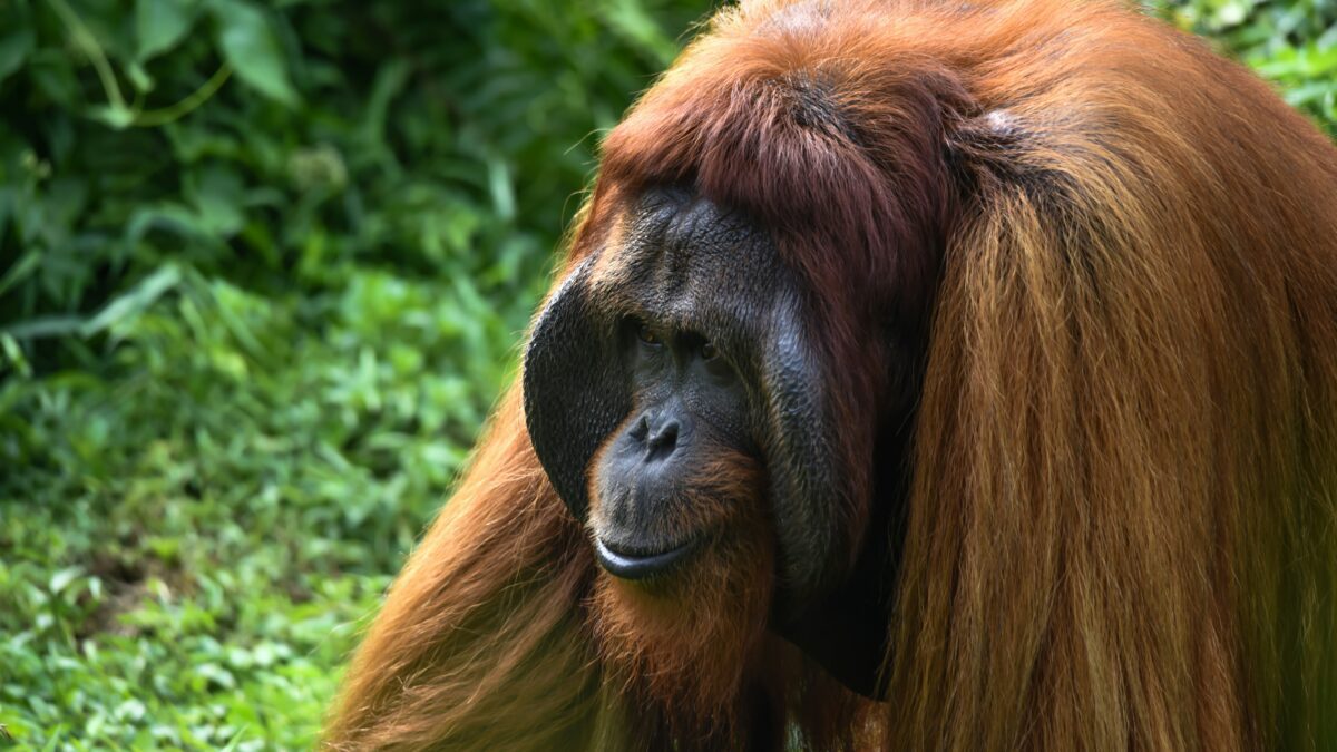 From Paws to Claws: A Deep Dive into Unique Animal Adaptations