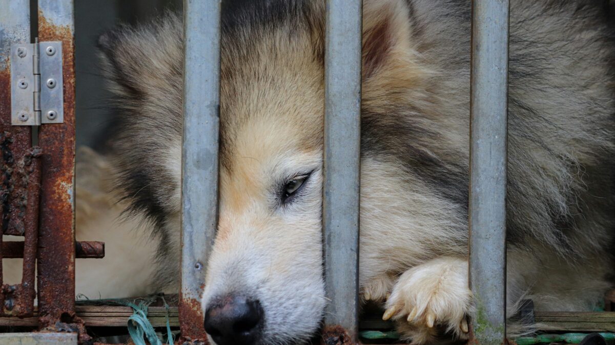 The Wonders of Animal Communication: How Creatures Speak Without Words
