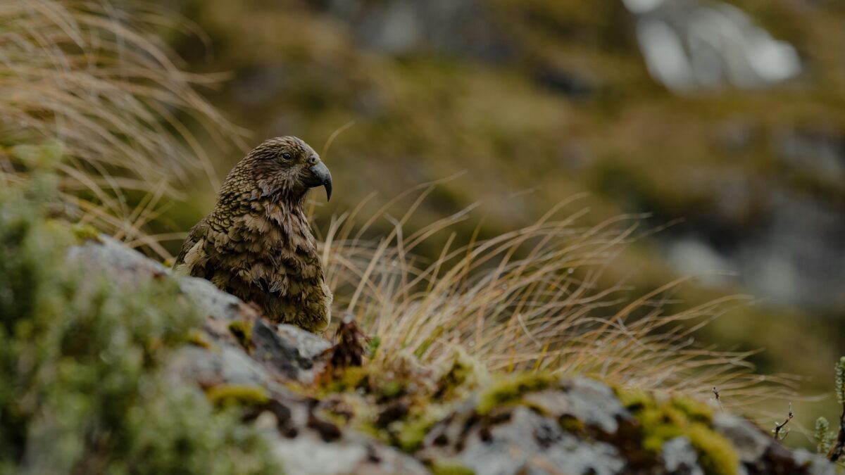 The Secret Lives of Urban Wildlife: Exploring the Animals in Our Backyards