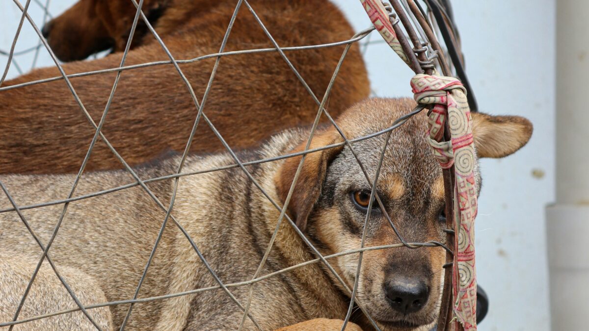 From Shelter to Home: Heartwarming Stories of Animal Adoption