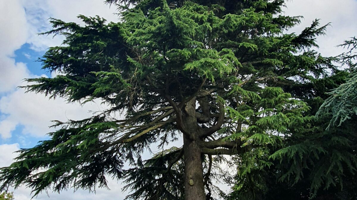 Sustainable Living: Small Changes That Make a Big Impact on Your Lifestyle