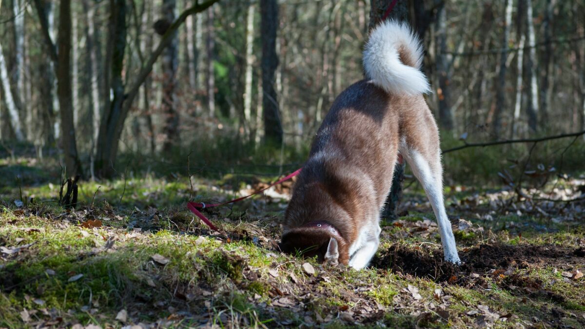 The Top 10 Cutest Animal Facts You Need to Know – A Must-Read Blog Post
