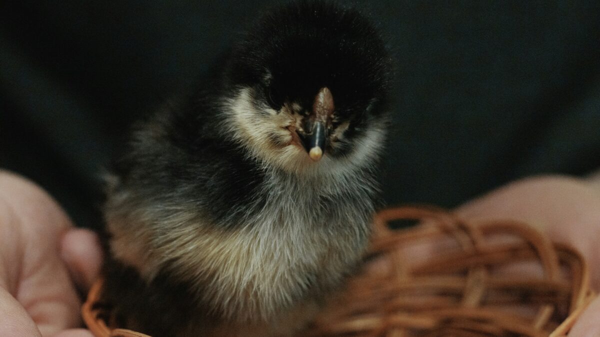 The Fascinating World of Animal Behavior: Insights from a Wildlife Expert