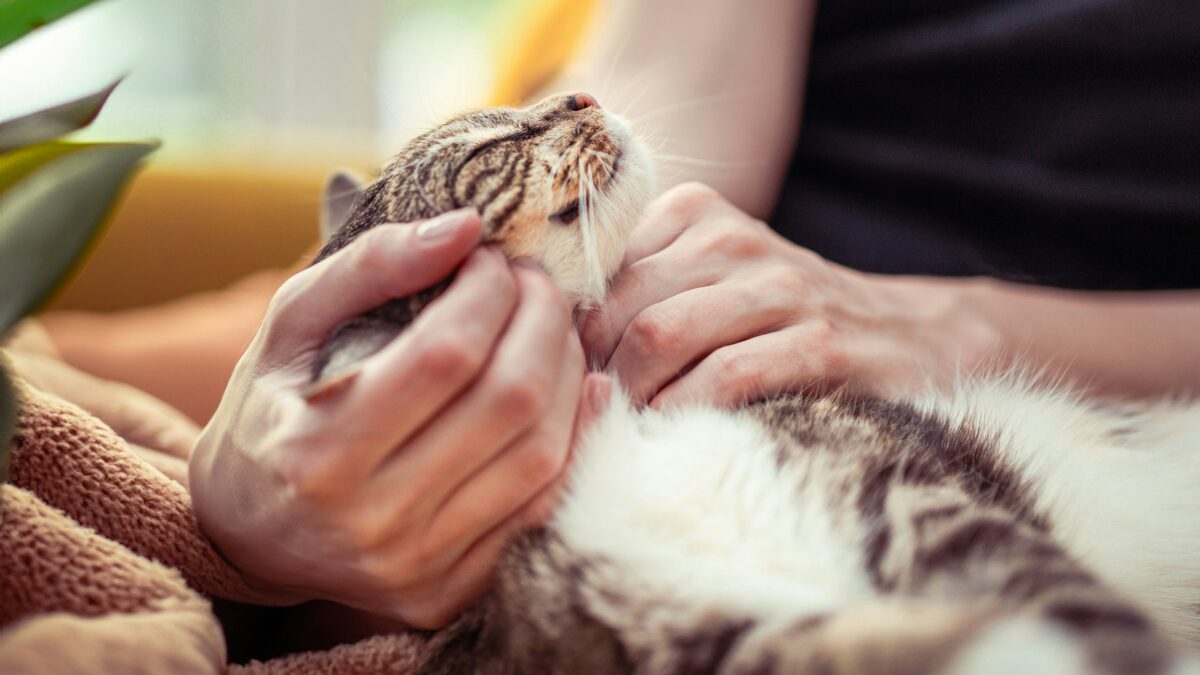 10 Surprising Facts About Your Favorite Animals That Will Leave You in Awe