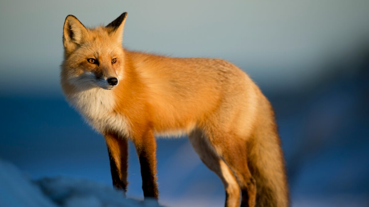 Animal Intelligence: Unraveling the Mysteries of Animal Behavior and Communication