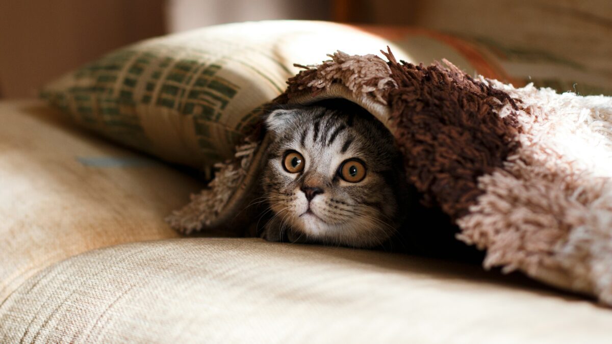 The Hidden Lives of Pets: What Your Furry Friends Wish You Knew