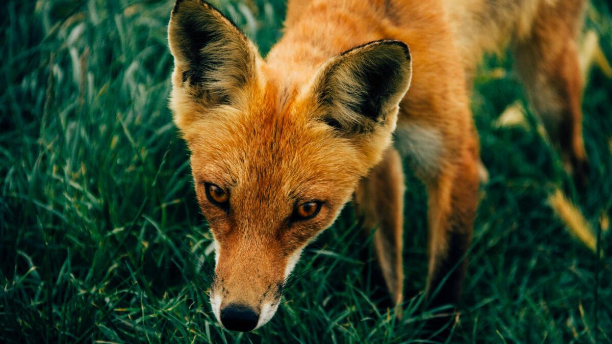 The Secret Lives of Pets: What Your Furry Friends Wish You Knew