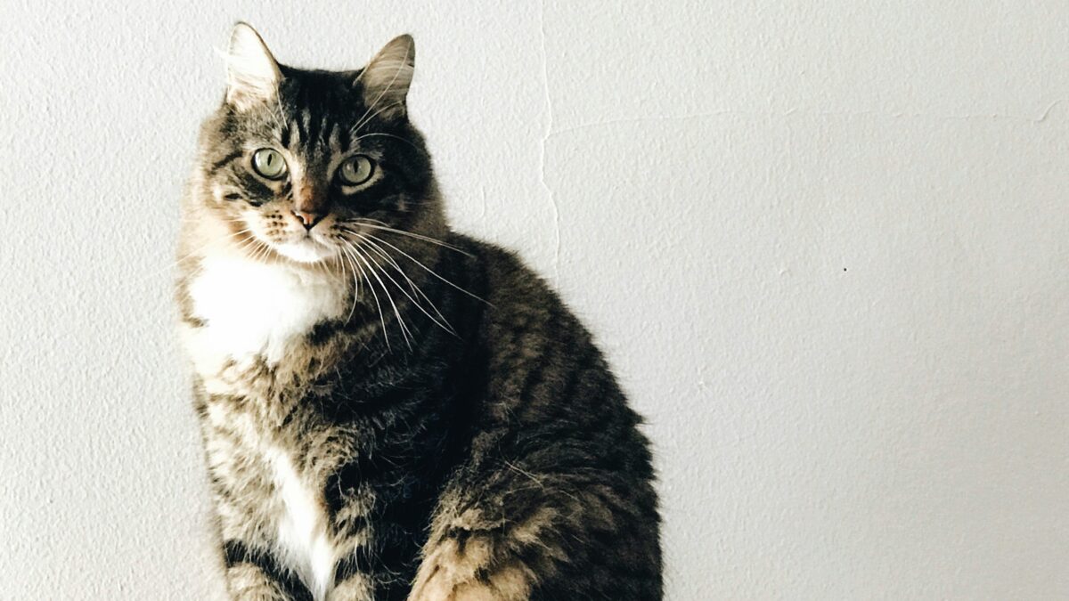 Exploring the Wild: Fascinating Facts About Animals You Never Knew