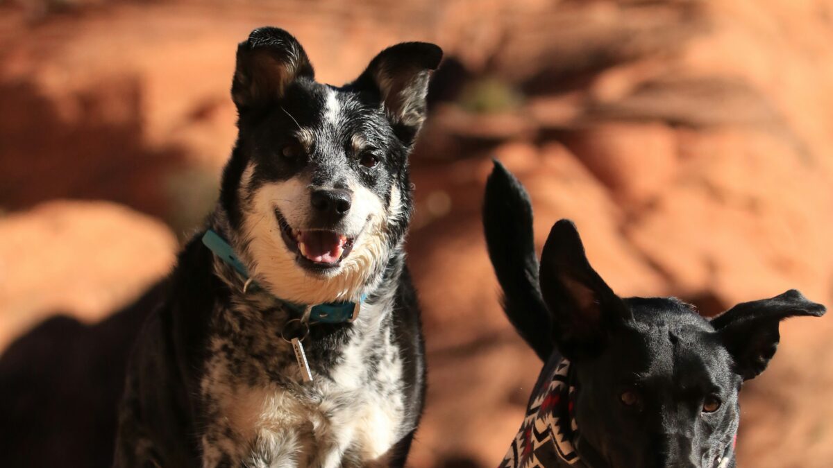 The Secret Lives of Pets: Understanding Your Furry Friends Better