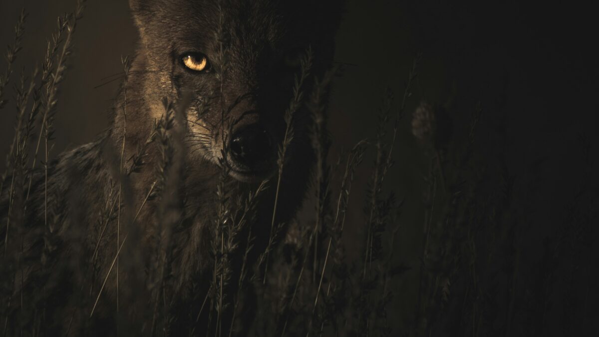 Endangered Species Spotlight: How We Can Help Protect Our Planet’s Wildlife