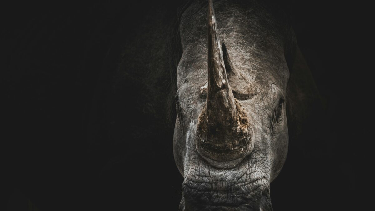 The Unseen Lives of Urban Animals: Nature Thriving in Our Backyards
