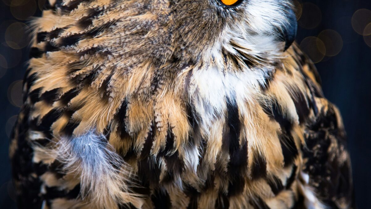 Endangered Species Spotlight: How We Can Help Save Our Planet’s Wildlife
