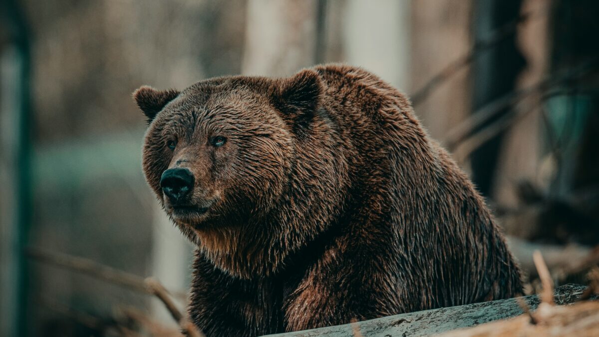 Exploring the Fascinating World of Endangered Species: A Journey Through Animal Conservation