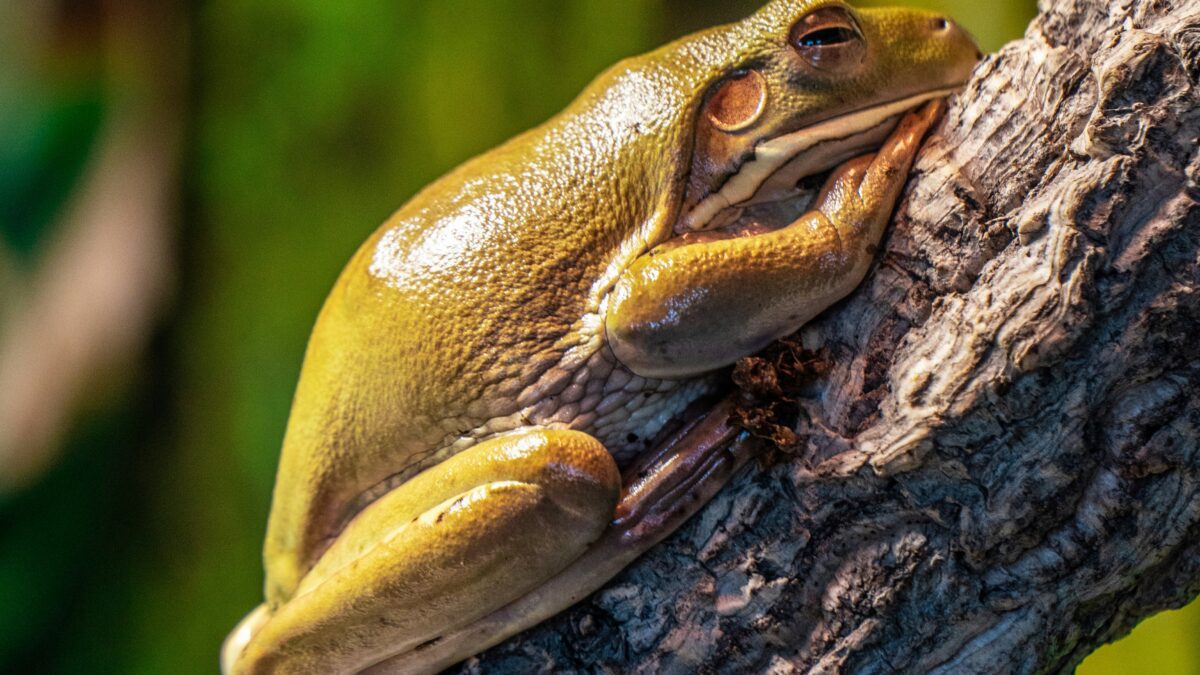 Wild Wonders: Exploring the Fascinating Lives of Earth’s Most Unique Animals