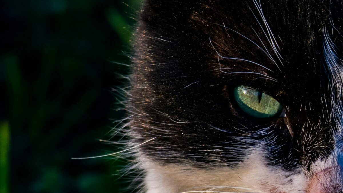 Conservation in Action: How You Can Help Protect Endangered Animals
