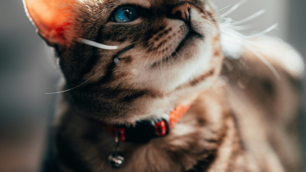The Secret Lives of Pets: Understanding Our Furry Companions