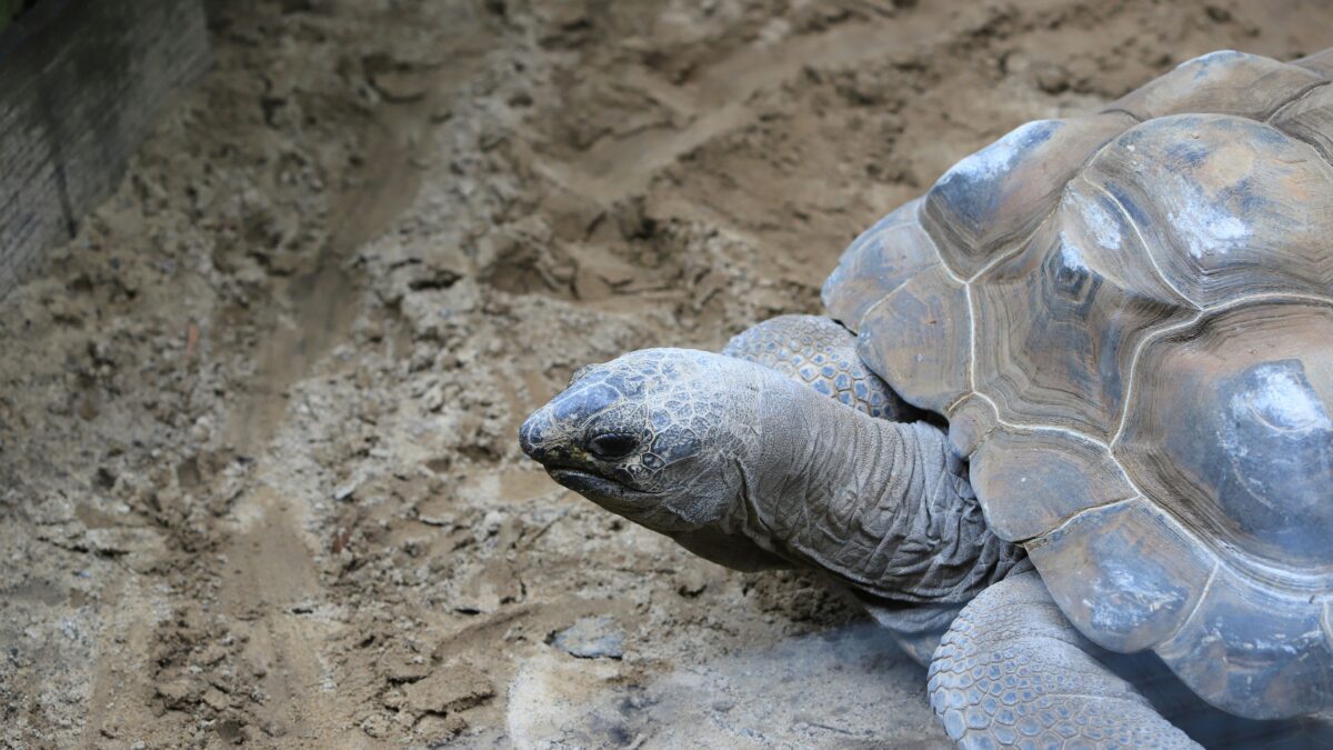 Exploring the Wild: Fascinating Facts About Animals You Didn’t Know