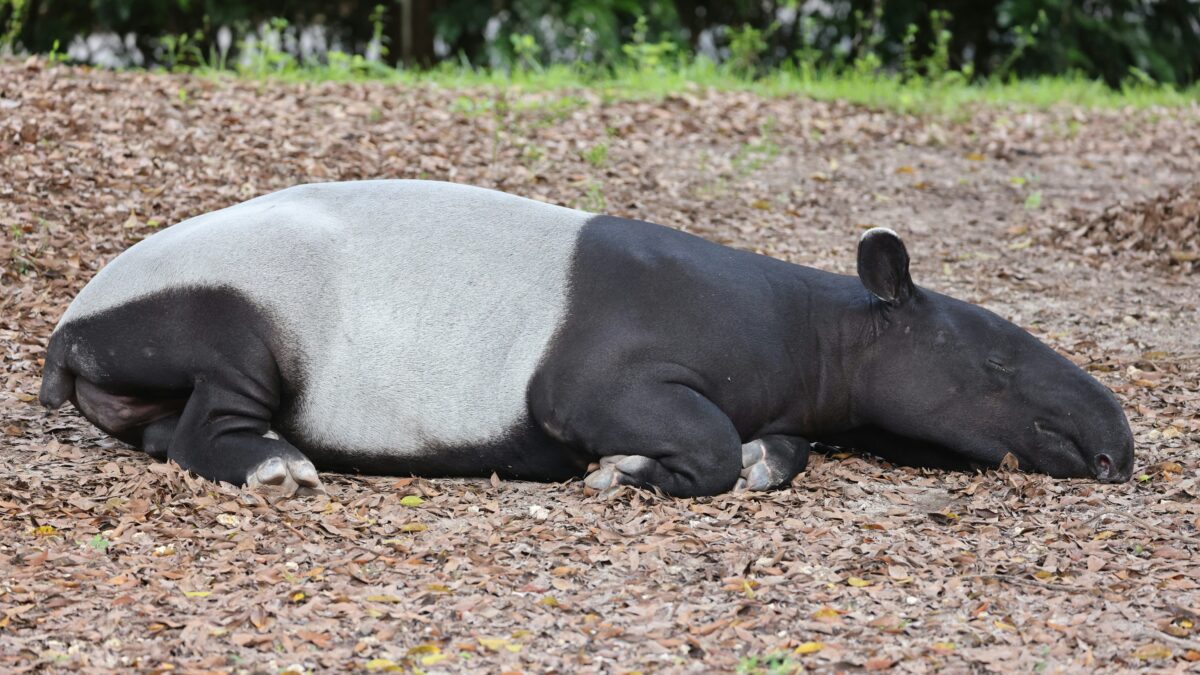 Unusual Animal Friendships: Heartwarming Tales from the Animal Kingdom