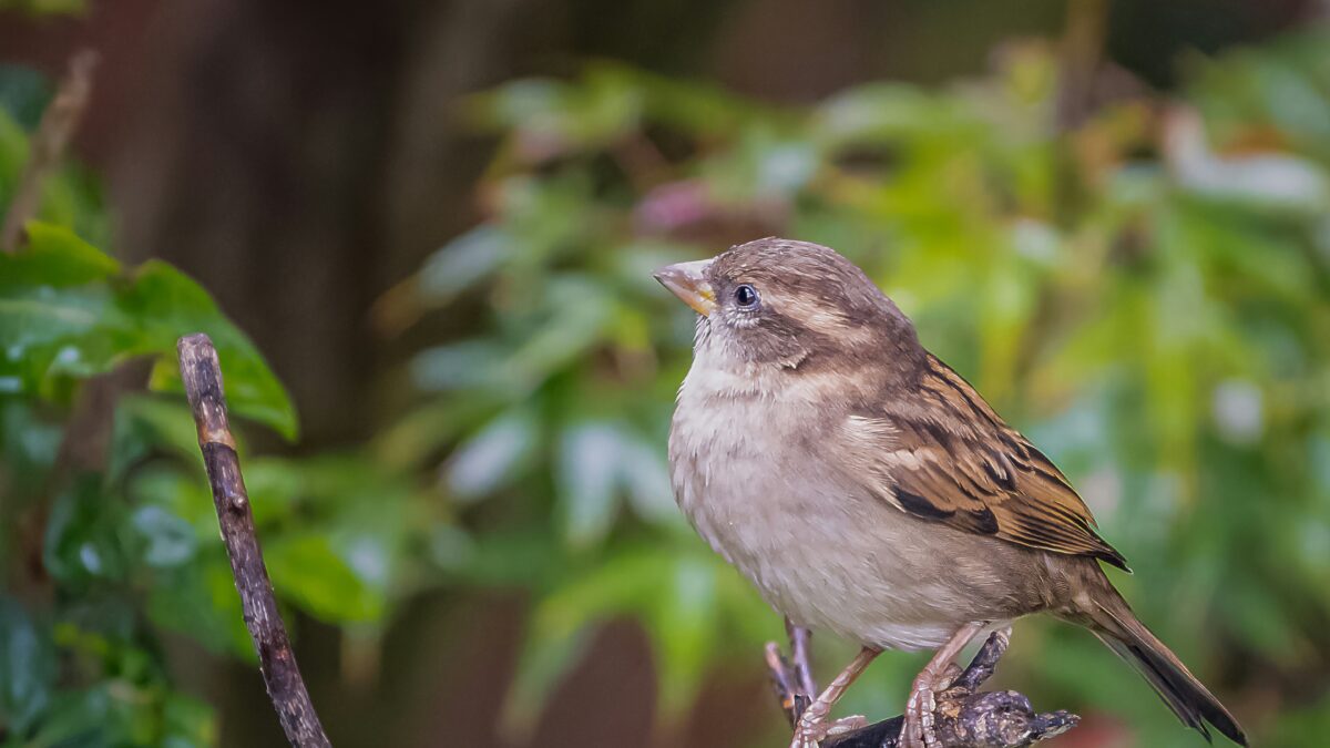 The Importance of Animal Conservation: Protecting Our Planet’s Wildlife