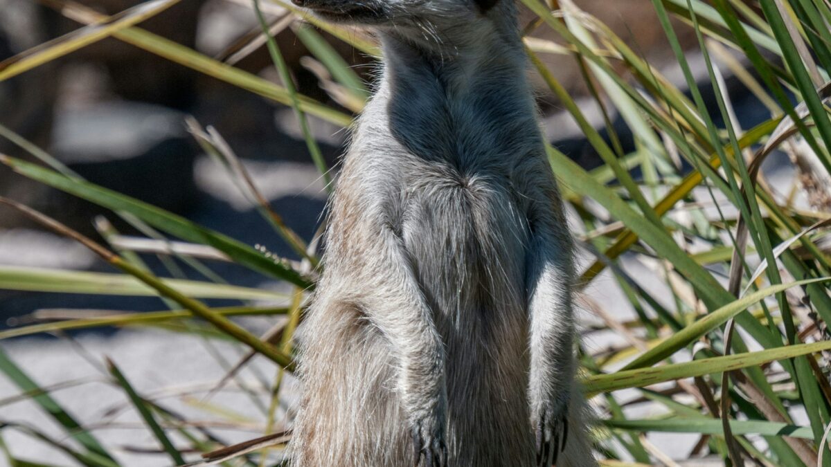 Incredible Animal Behaviors: Nature’s Most Astonishing Adaptations