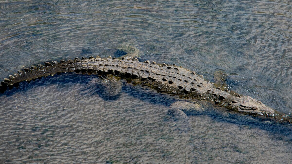 Exploring the Wild: Fascinating Facts About Endangered Species