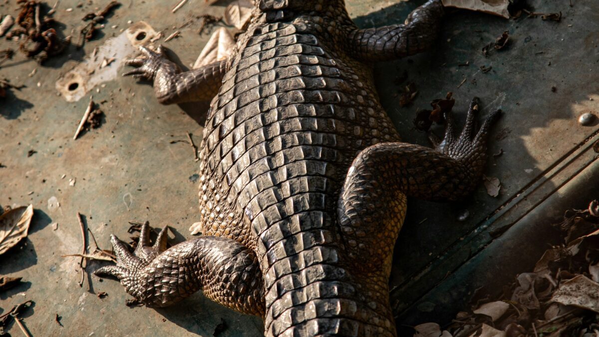 The Animal Kingdom Unveiled: Heartwarming Stories of Survival and Adaptation