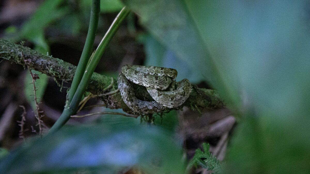From Pets to Wildlife: Understanding the Importance of Animal Conservation