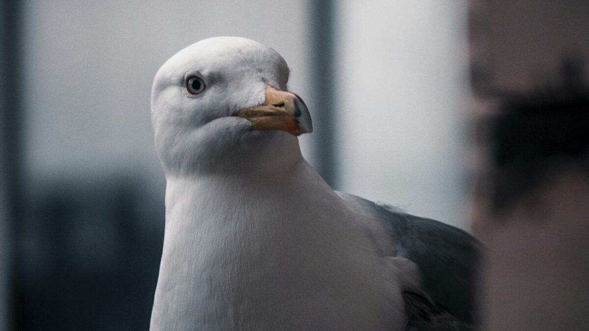 Endangered Species Spotlight: Protecting the Earth’s Most Vulnerable Animals